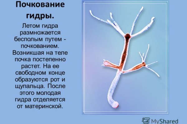 Как найти кракен шоп